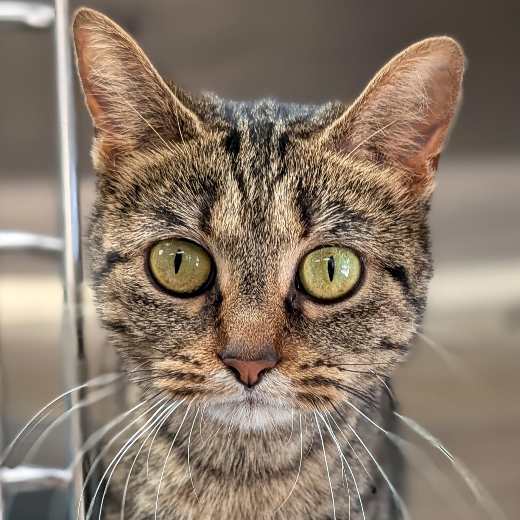 Clover - Adoption Fee Paid!, ADOPTABLE, Adult Female Domestic Short Hair.