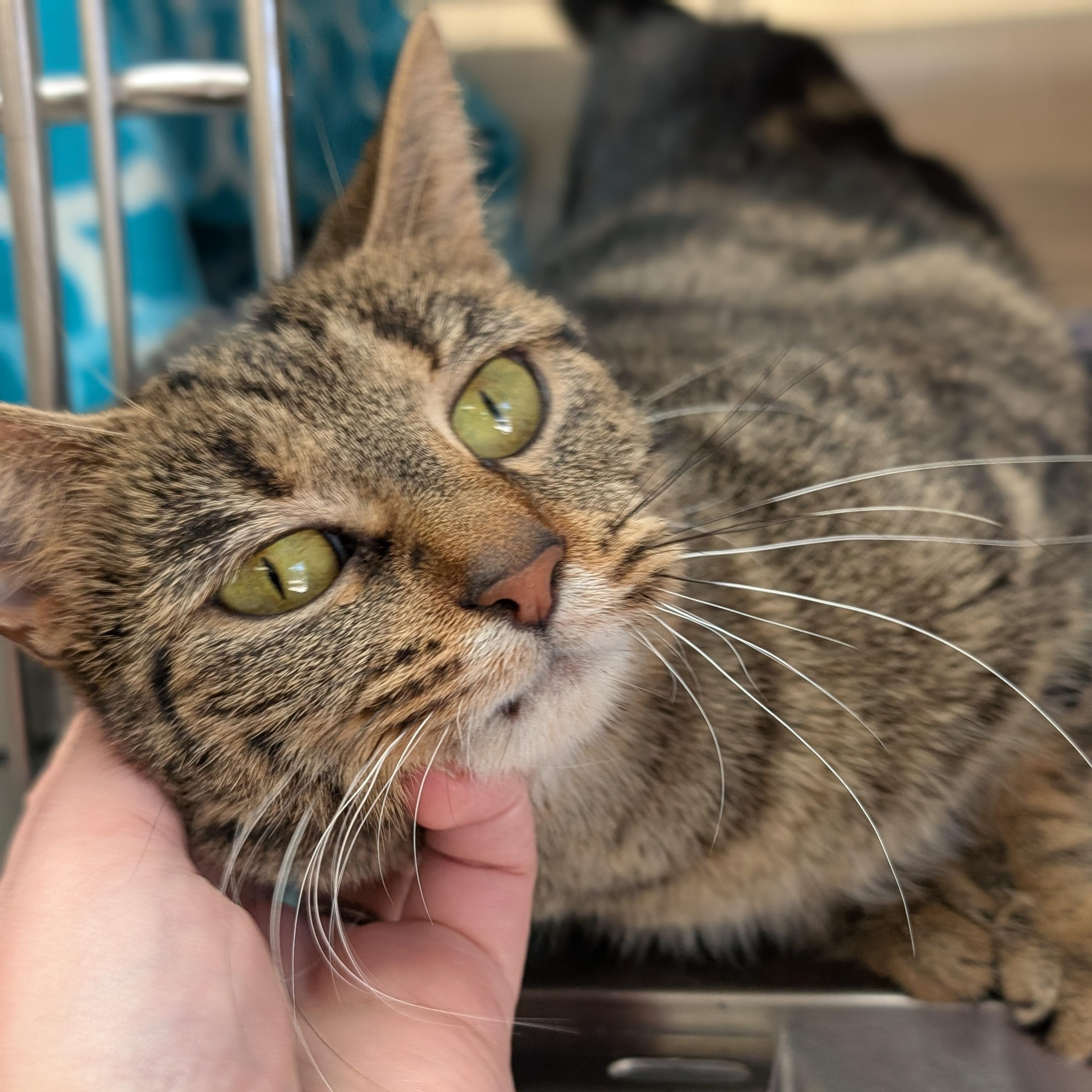 Enlarge Clover - Adoption Fee Paid!, a ADOPTABLE Domestic Short Hair in Madison, WI image 2/3