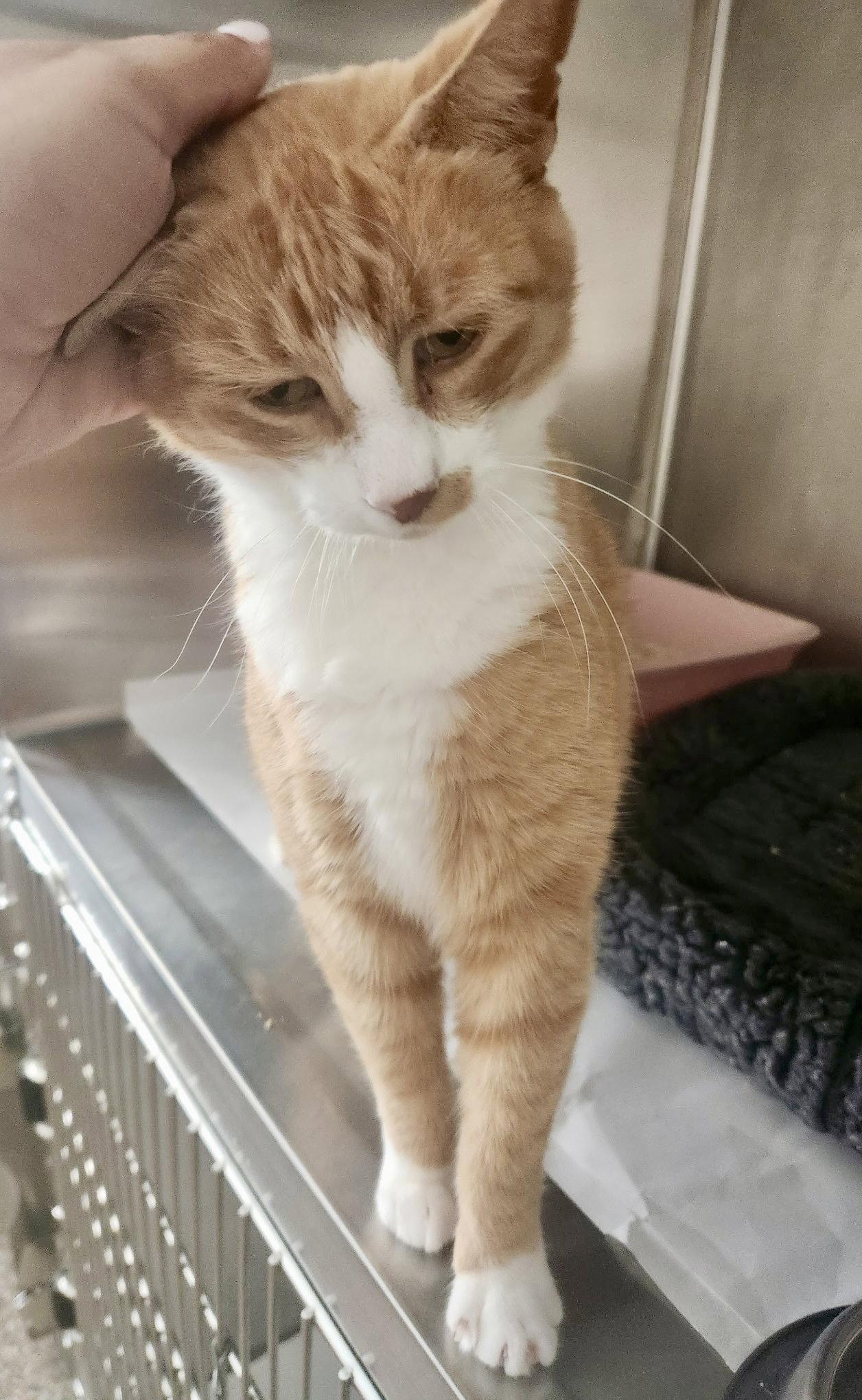 Dahlia, Adoptable, Young Female Domestic Short Hair.