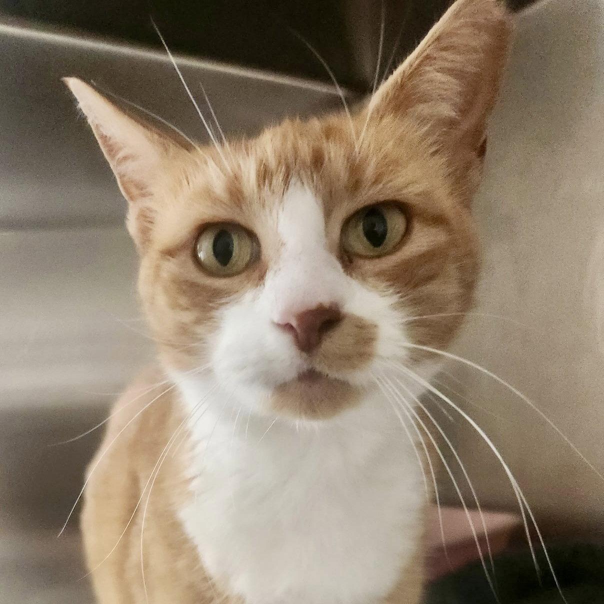 Enlarge Dahlia, a Adoptable Domestic Short Hair in Flushing, NY image 2/2
