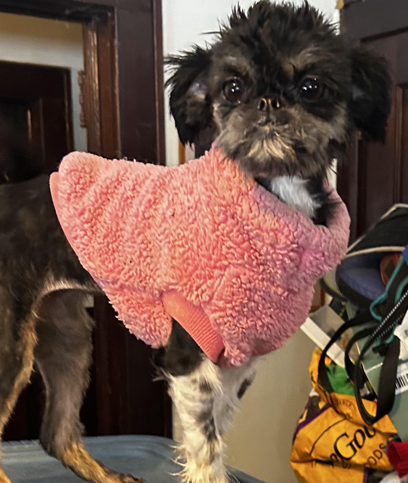 Enlarge Betty, an adopted mixed breed in Oak Ridge, NJ image 2/2