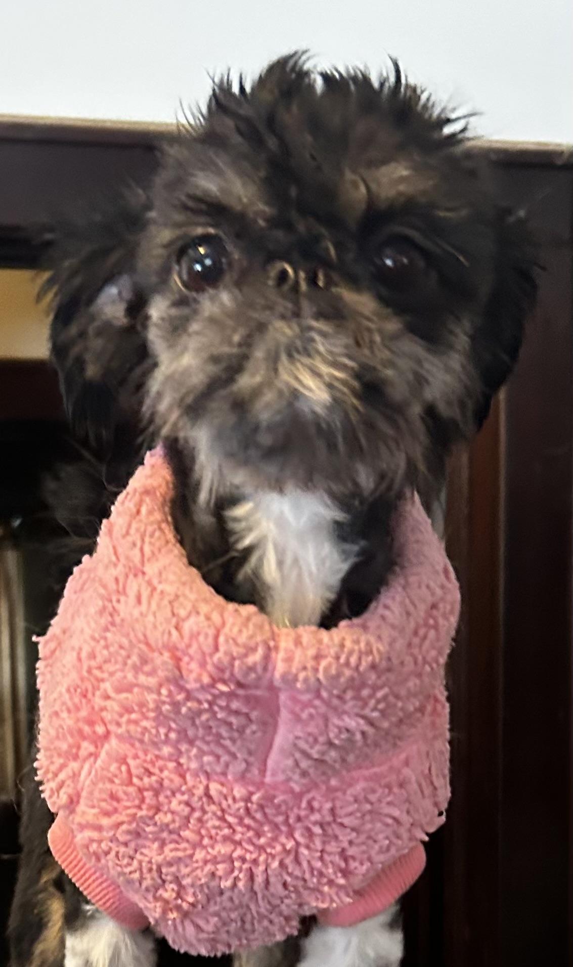 Betty, adopted, Young Female Shih Tzu & Brussels Griffon.