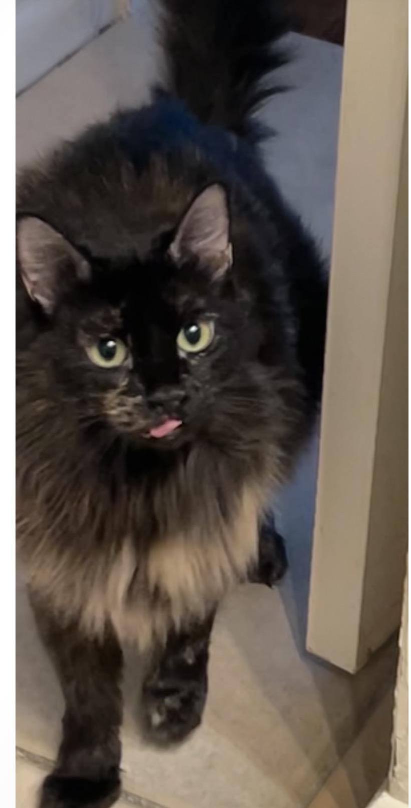 Clementine, a ADOPTABLE mixed breed in Houston, TX image 6/6