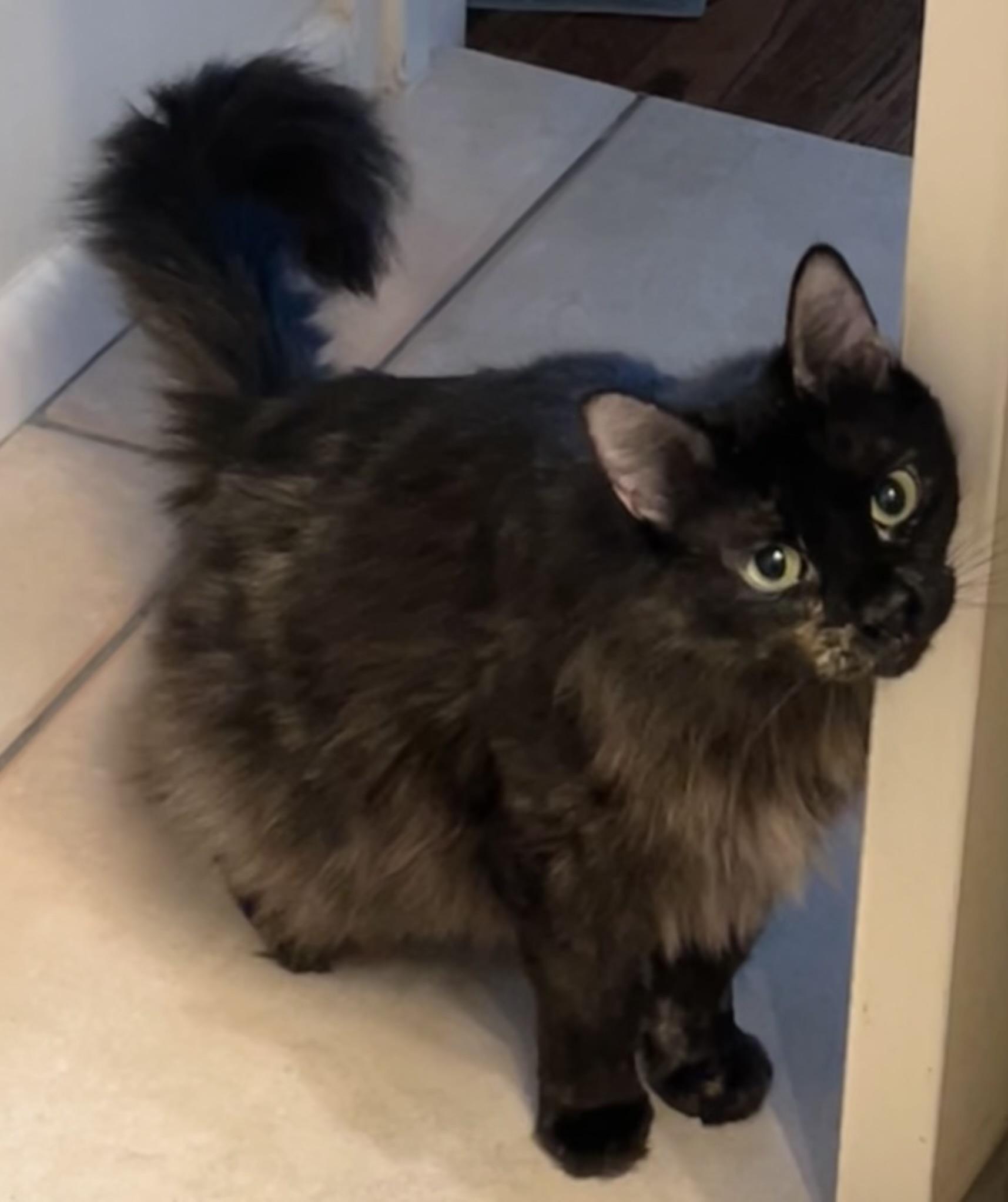 Clementine, a ADOPTABLE mixed breed in Houston, TX image 5/6