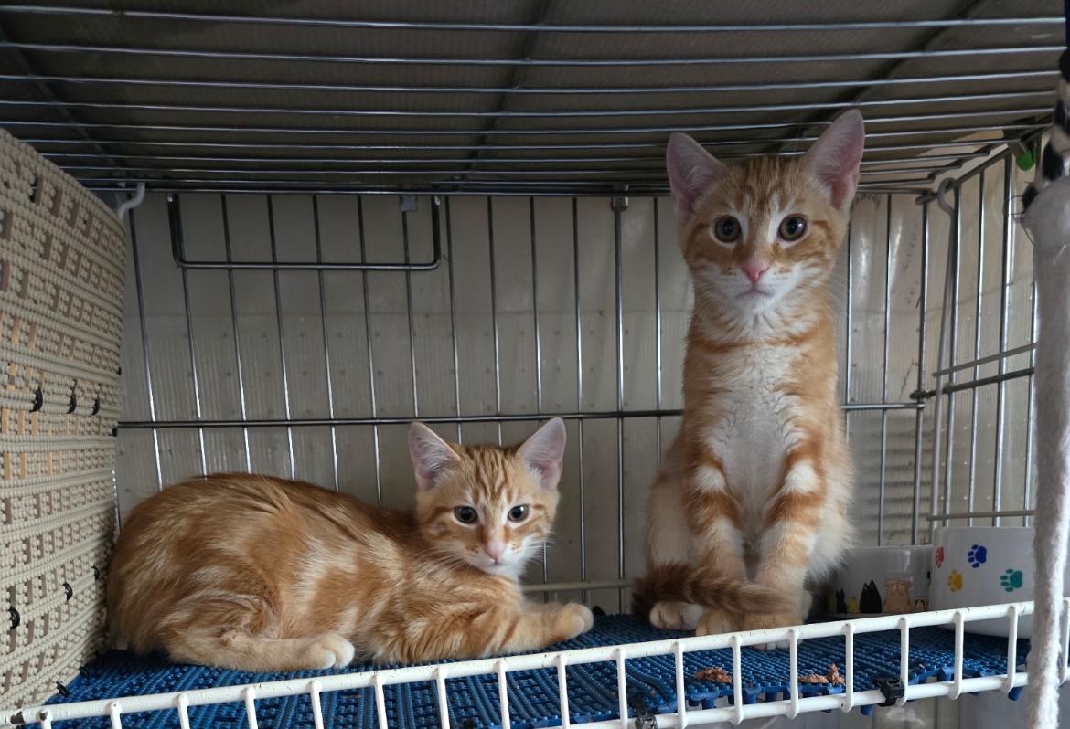 SCRABBLE, a Adoptable Domestic Short Hair image 2/4