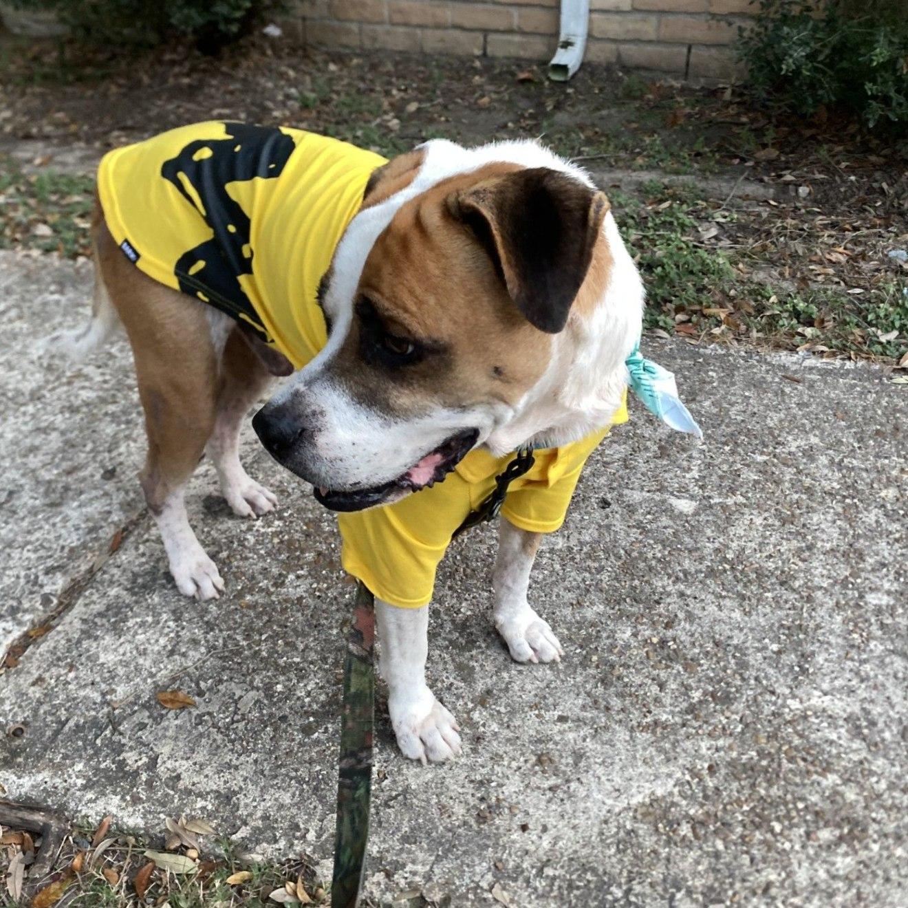 Enlarge Bubba, a ADOPTABLE mixed breed in Kankakee, IL image 3/5