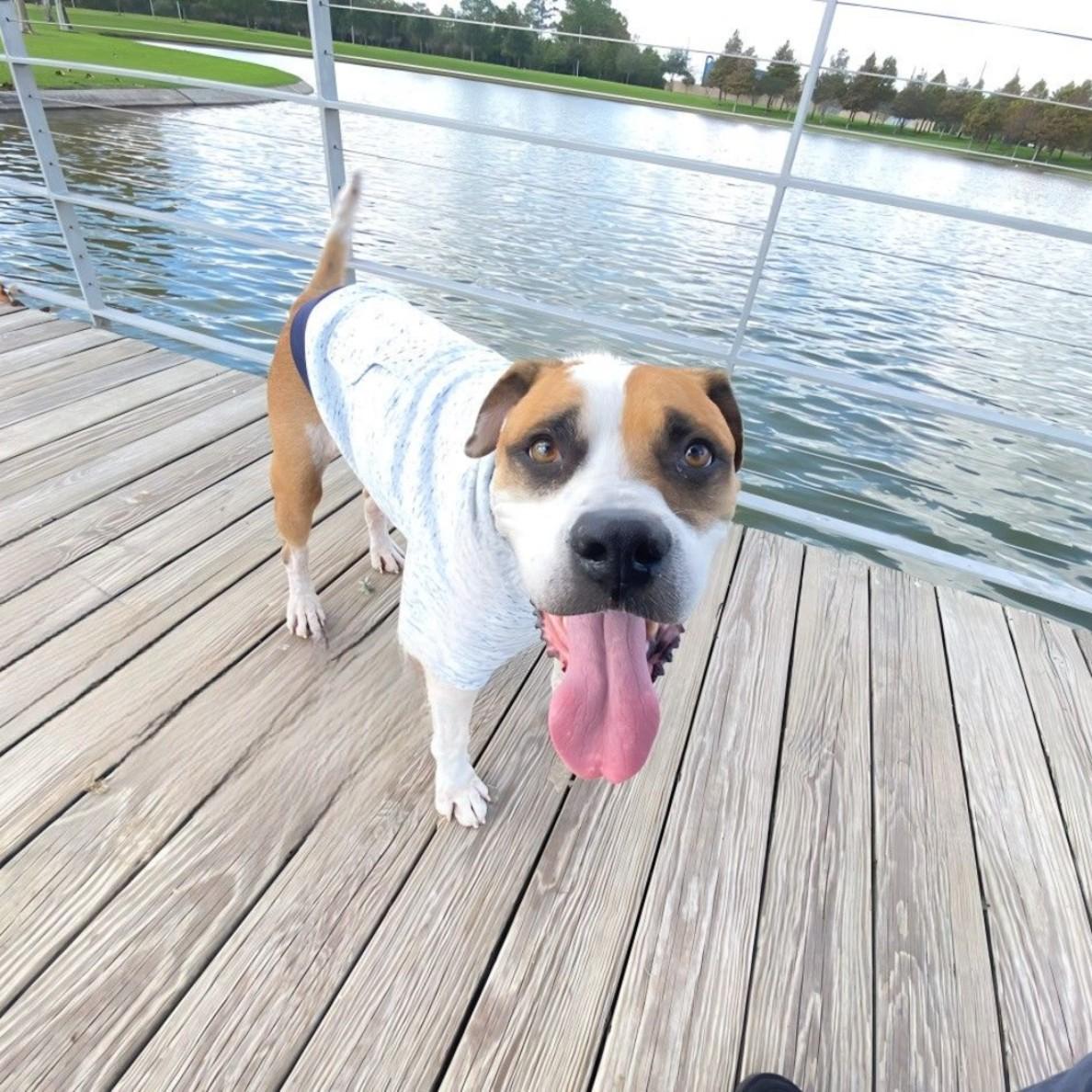 Enlarge Bubba, a ADOPTABLE mixed breed in Kankakee, IL image 2/5