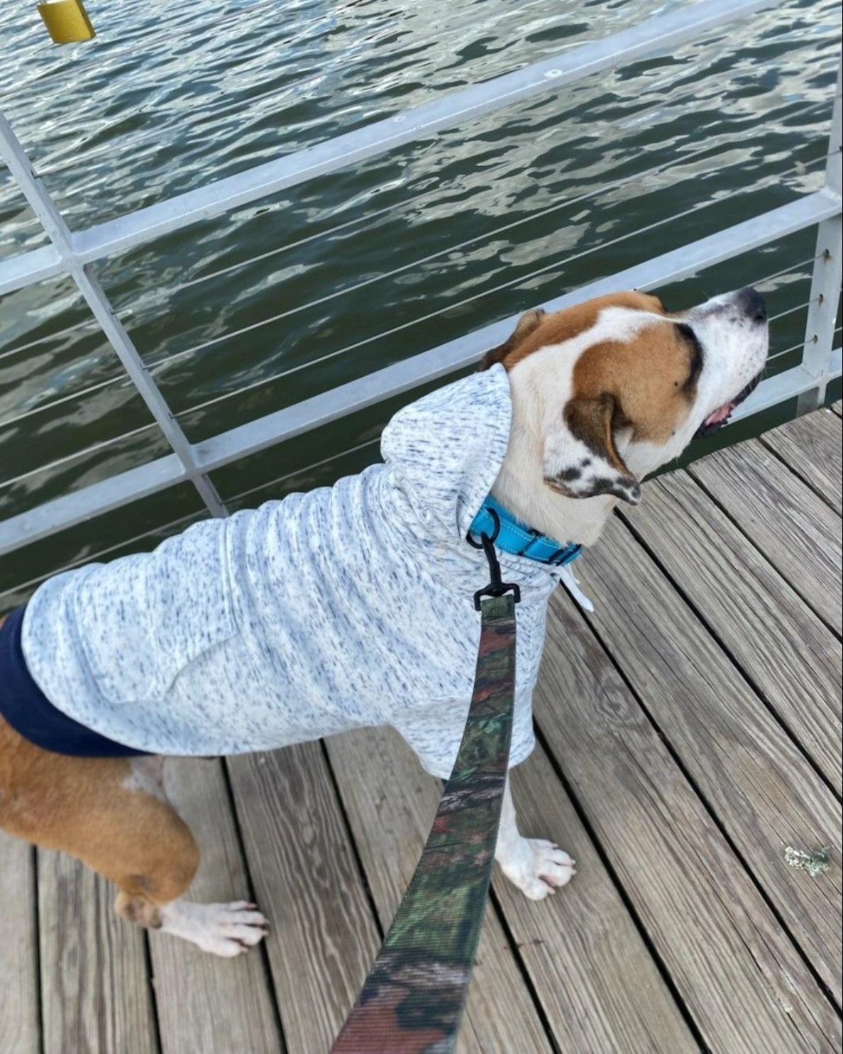 Enlarge Bubba, a ADOPTABLE mixed breed in Kankakee, IL image 4/5