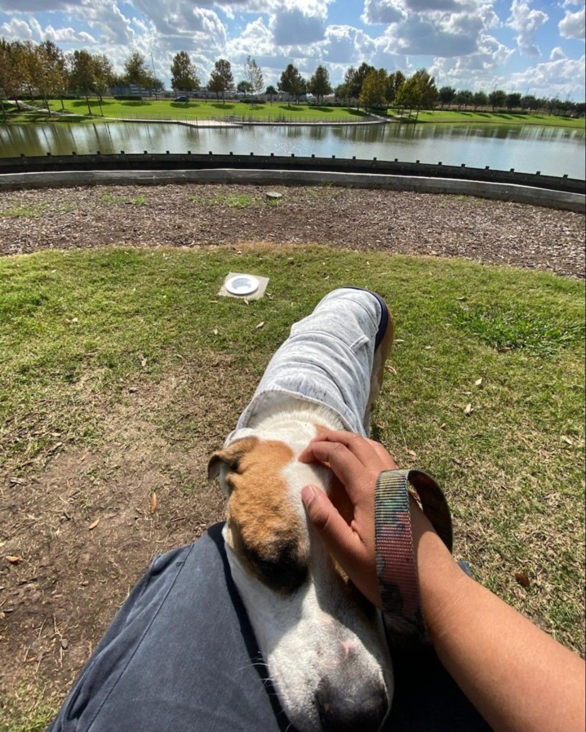 Enlarge Bubba, a ADOPTABLE mixed breed in Kankakee, IL image 5/5