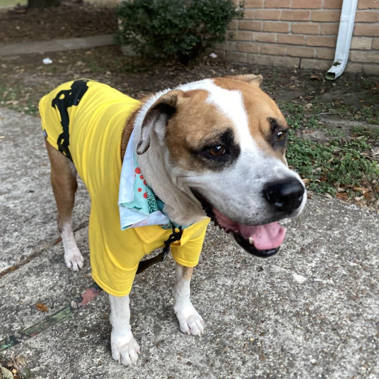Bubba, ADOPTABLE, Senior Male Boxer.