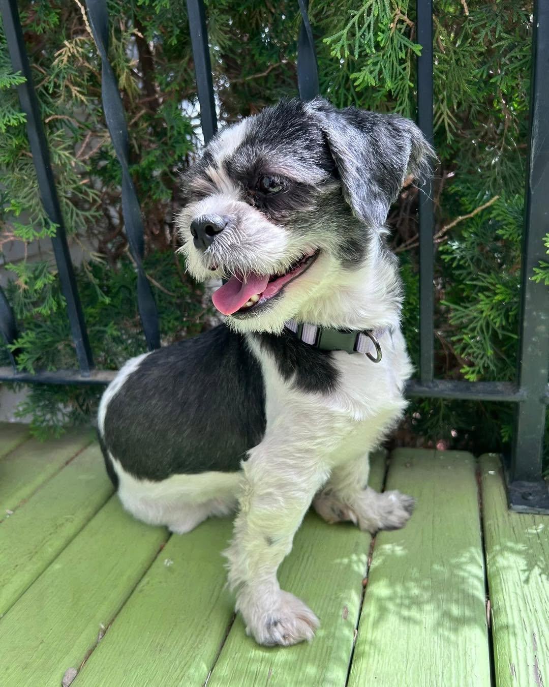 Morgan, ADOPTABLE, Adult Female Shih Tzu.