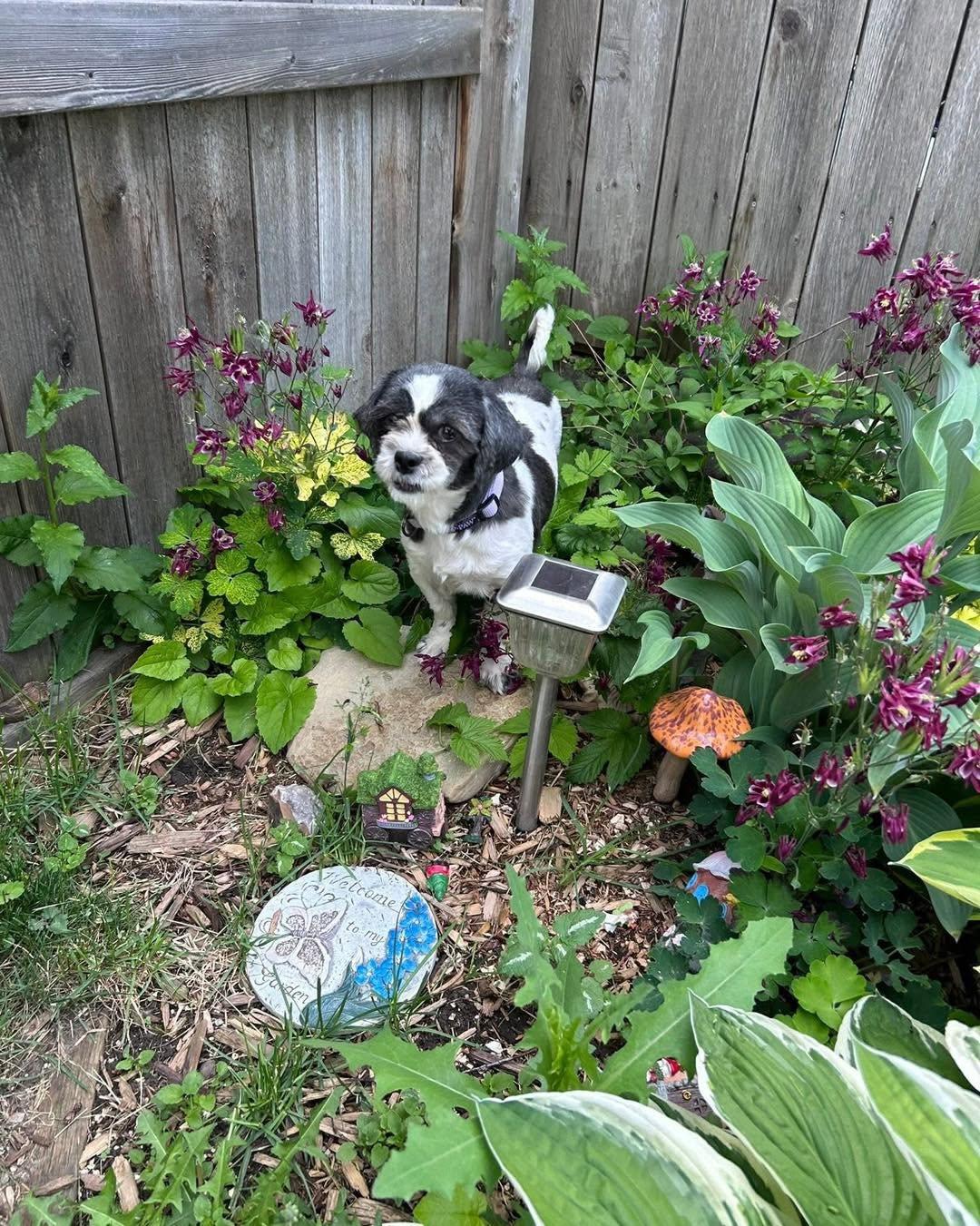 Enlarge Morgan, a ADOPTABLE mixed breed in Lethbridge, AB image 2/2