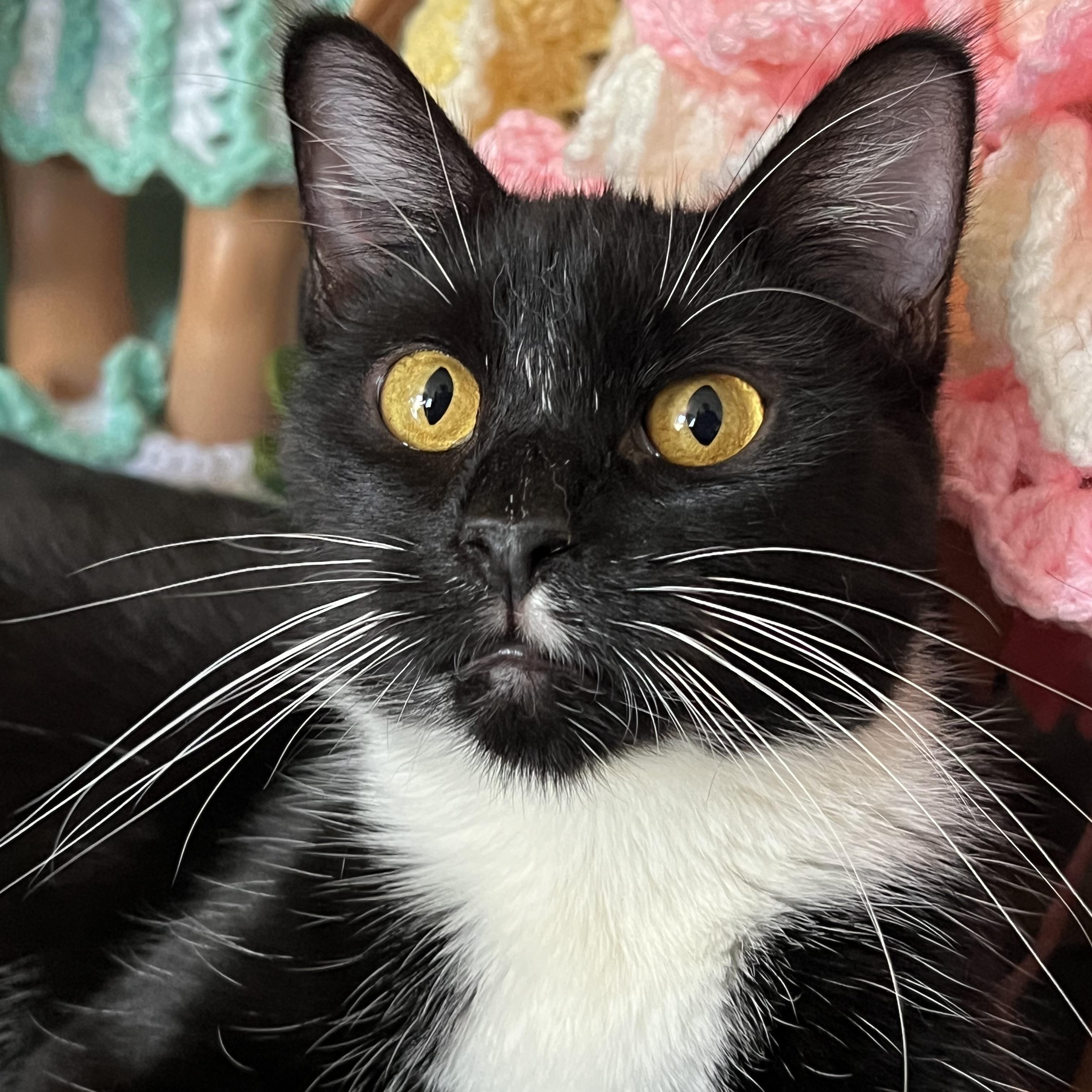 Scarlet, Adoptable, Young Female Domestic Medium Hair & Tuxedo.