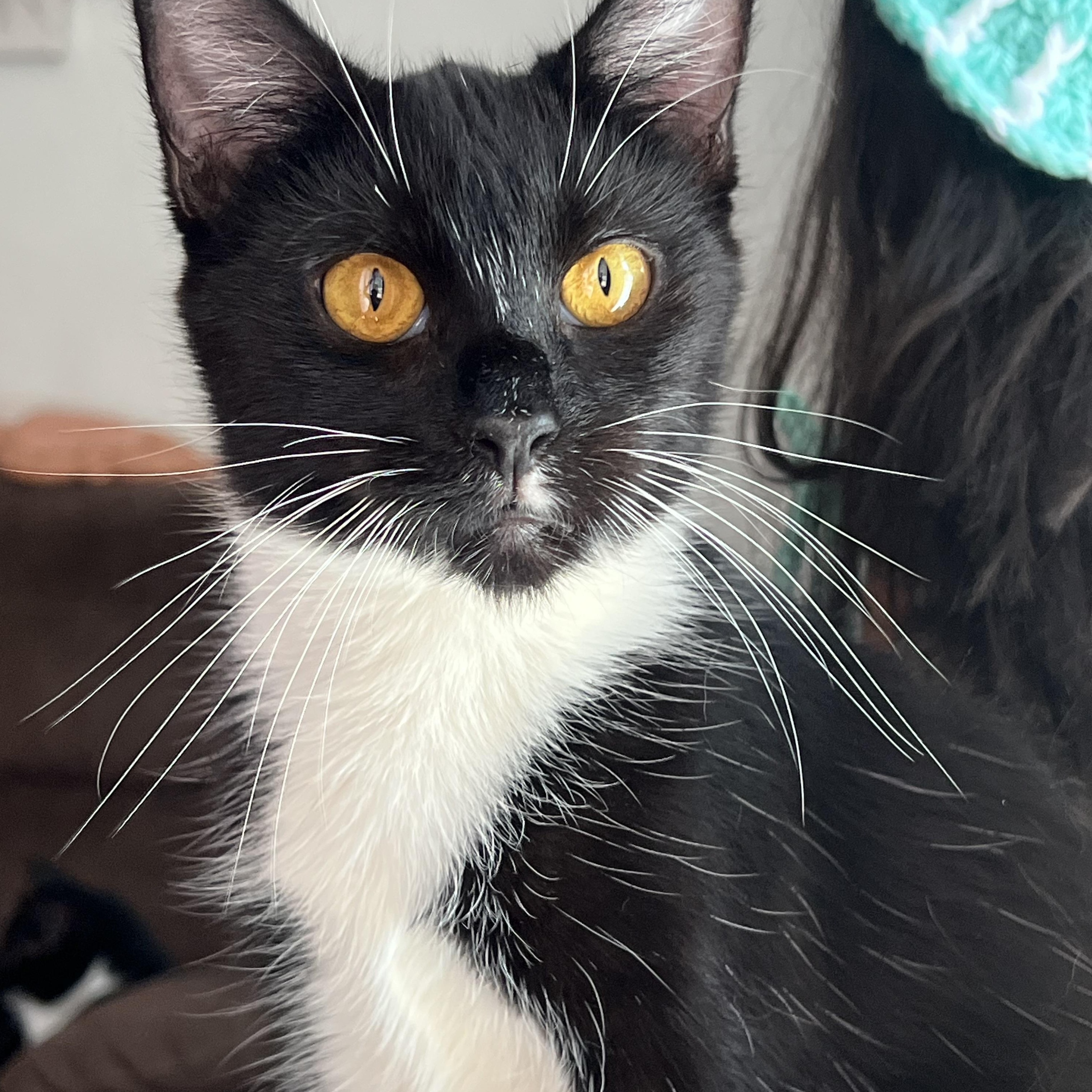 Enlarge Scarlet, a Adoptable mixed breed in San Jose, CA image 4/6