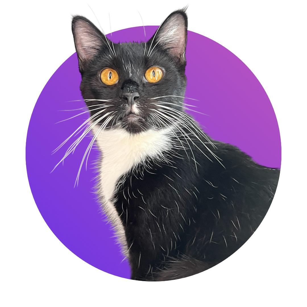 Scarlet, Young Female Domestic Medium Hair