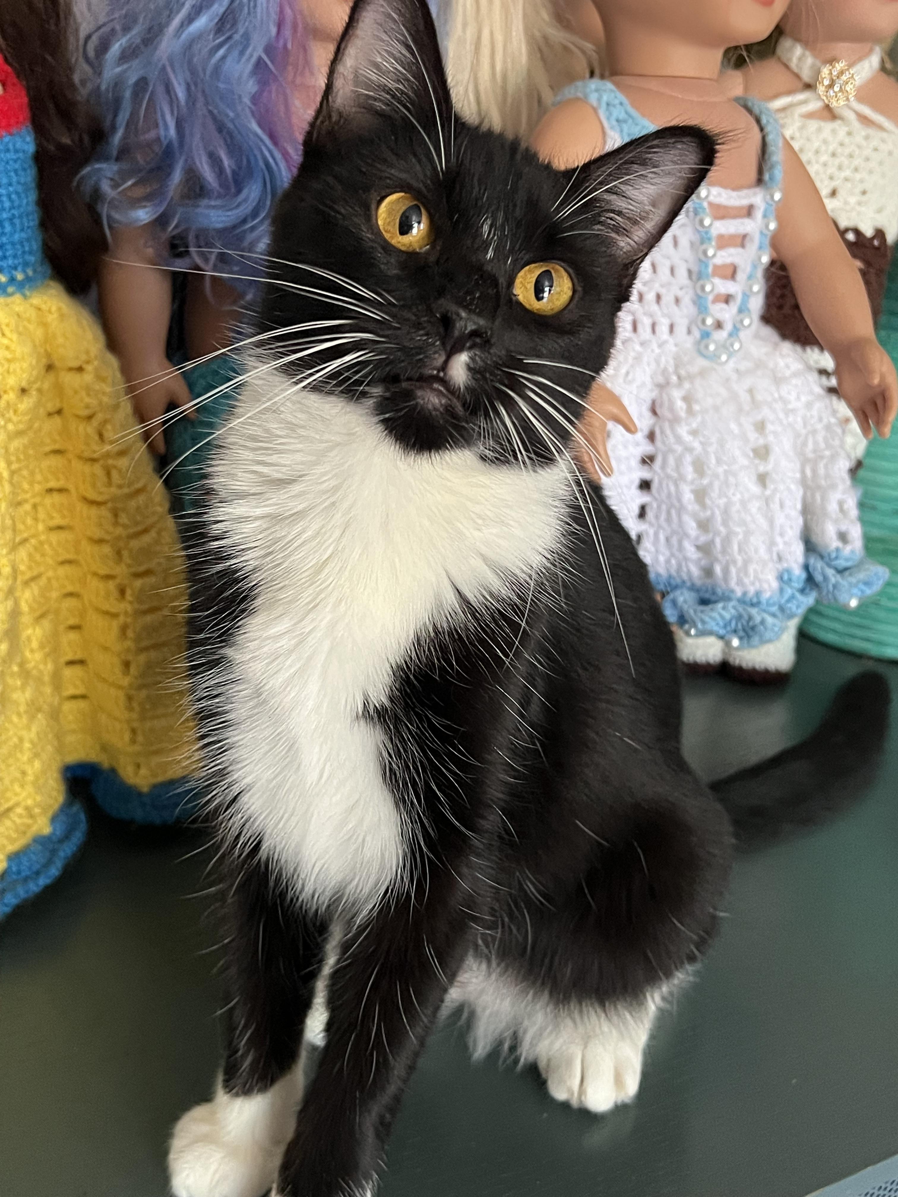 Enlarge Scarlet, a Adoptable mixed breed in San Jose, CA image 5/6