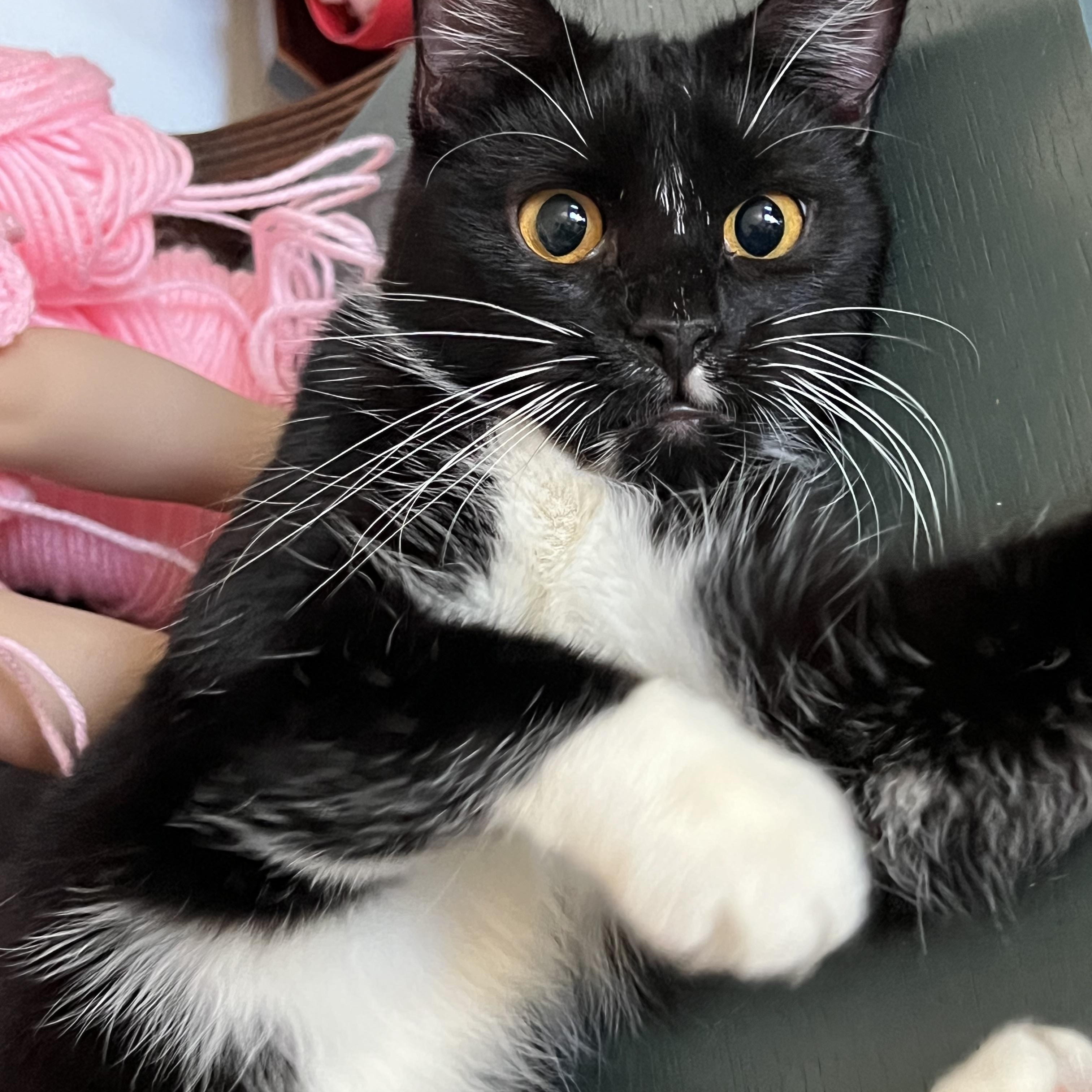 Enlarge Scarlet, a Adoptable mixed breed in San Jose, CA image 6/6