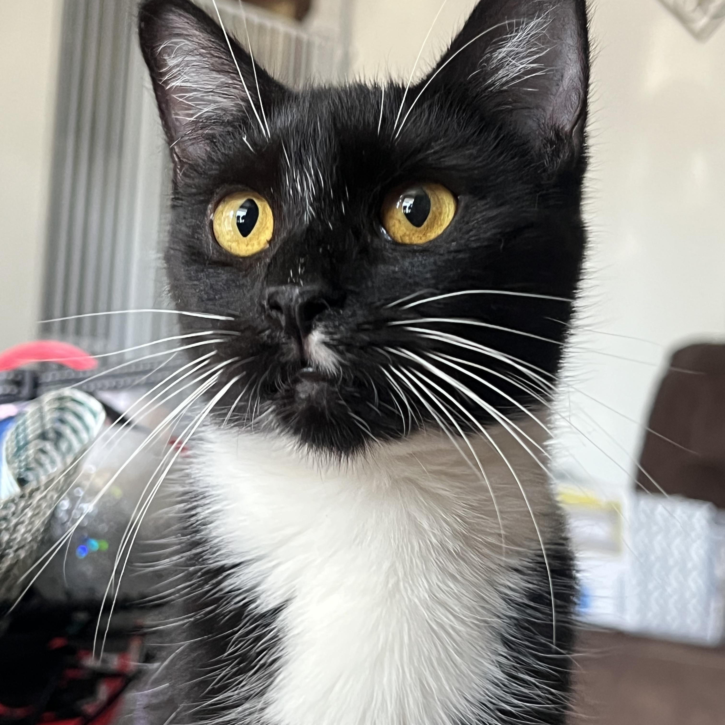 Enlarge Scarlet, a Adoptable mixed breed in San Jose, CA image 3/6