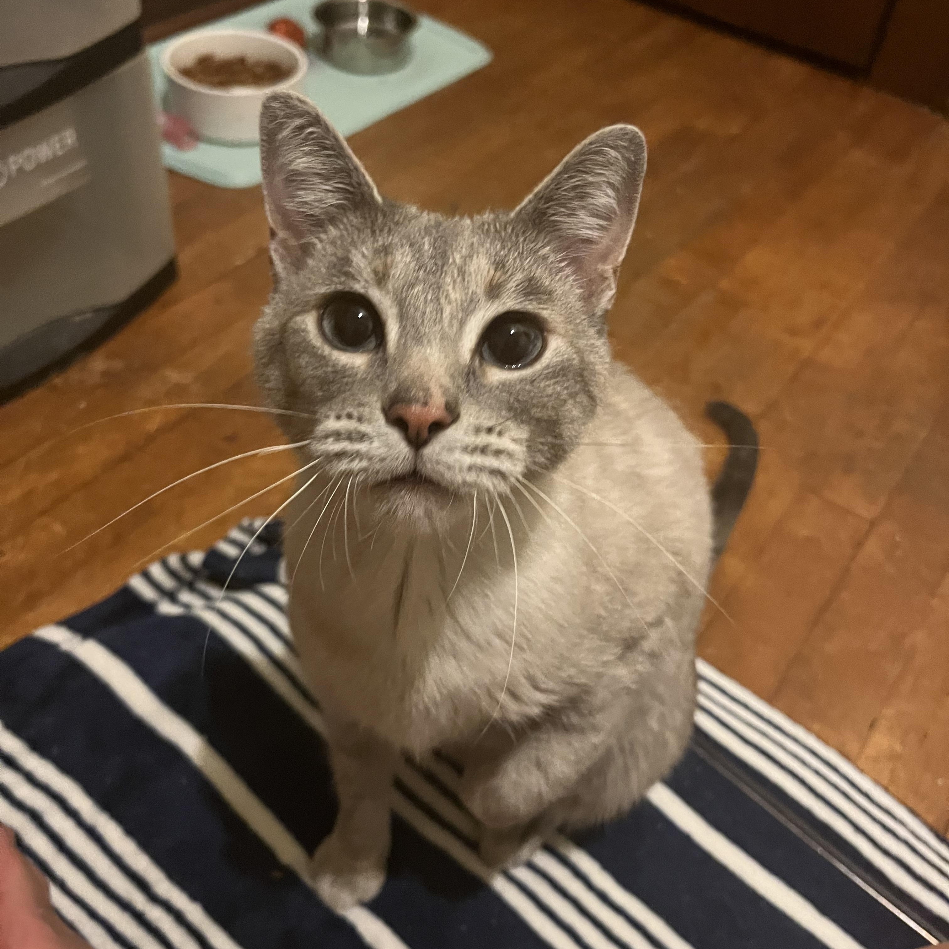 Brioche photo