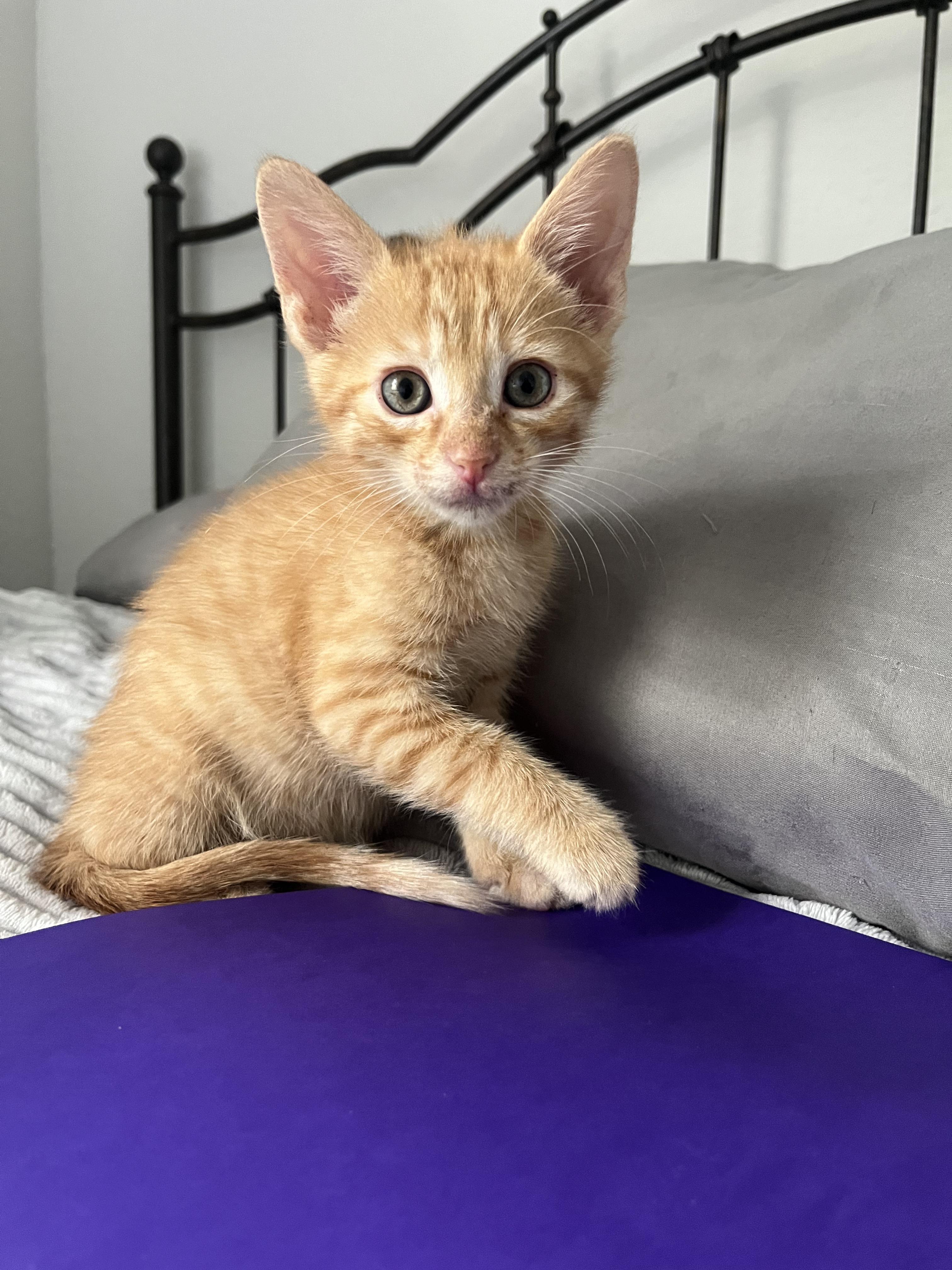 Mango🥭, ADOPTABLE, Kitten Male Domestic Short Hair.