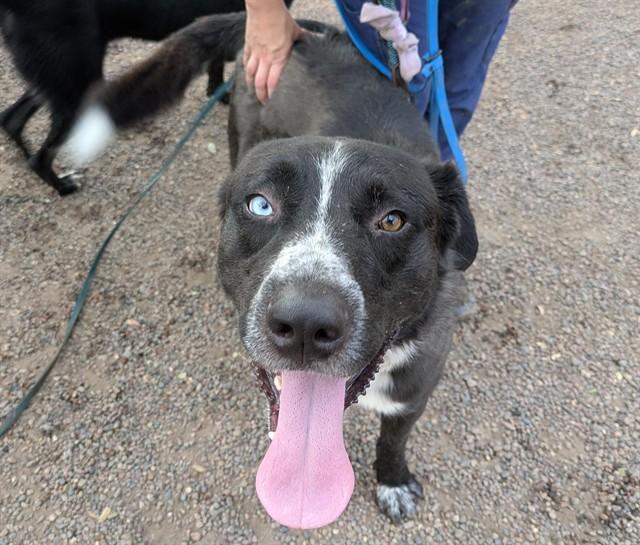 Enlarge SUNNY, a Adoptable mixed breed in Phoenix, AZ image 1/1