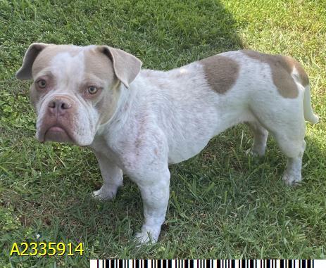 Enlarge KITANA, a Adoptable mixed breed in West Palm Beach, FL image 1/1