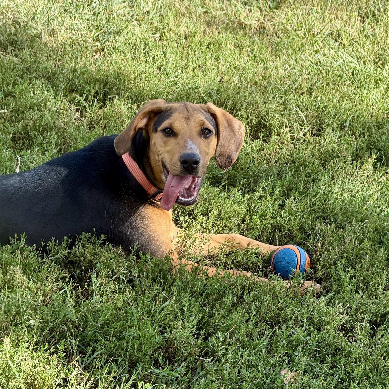 Enlarge Joppy, a Adoptable mixed breed in Richmond, VA image 4/6