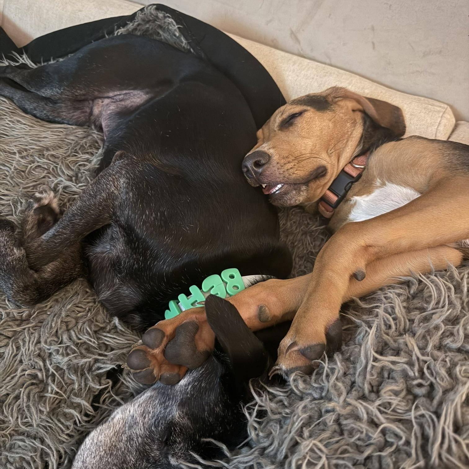 Enlarge Joppy, a Adoptable mixed breed in Richmond, VA image 6/6