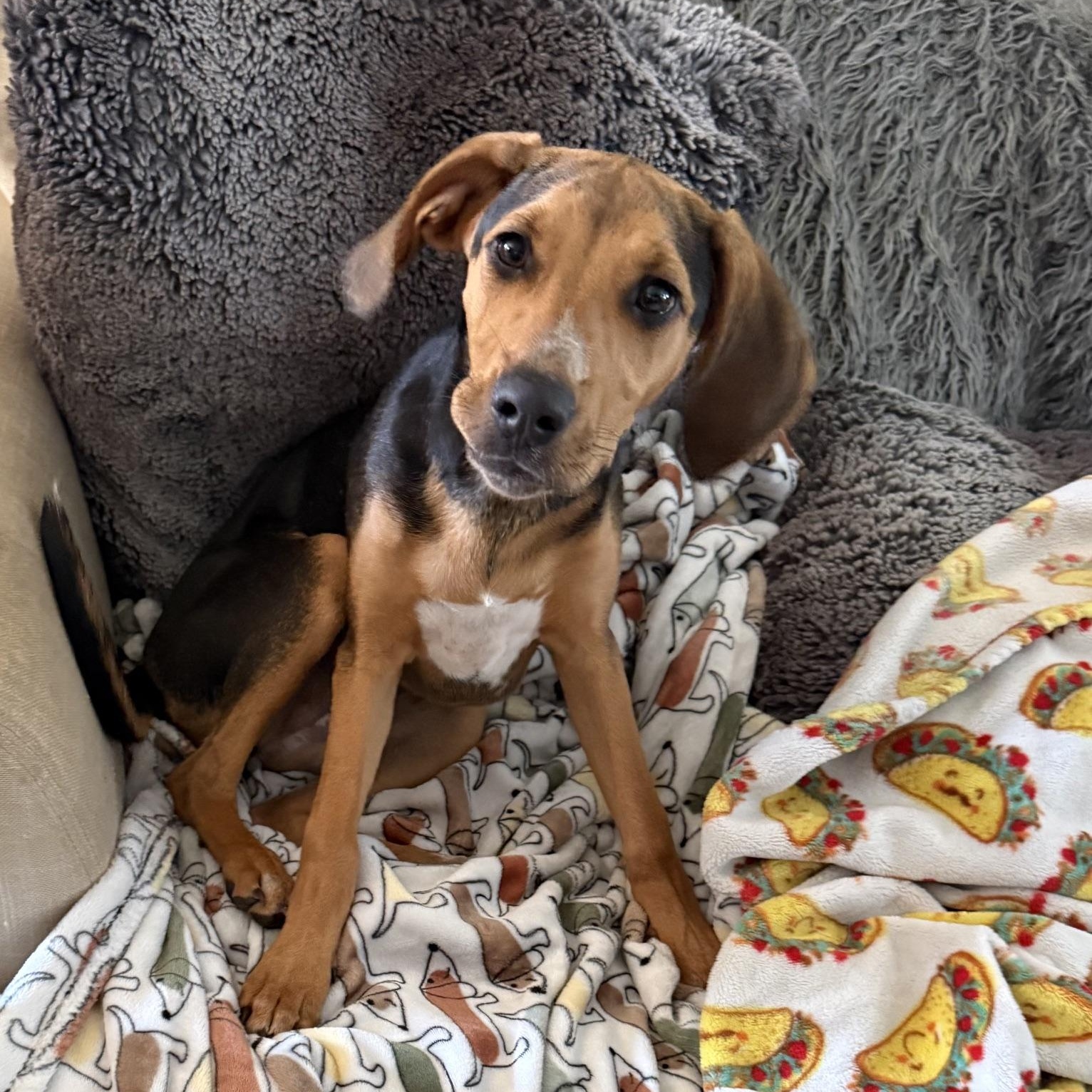 Enlarge Joppy, a Adoptable mixed breed in Richmond, VA image 2/6