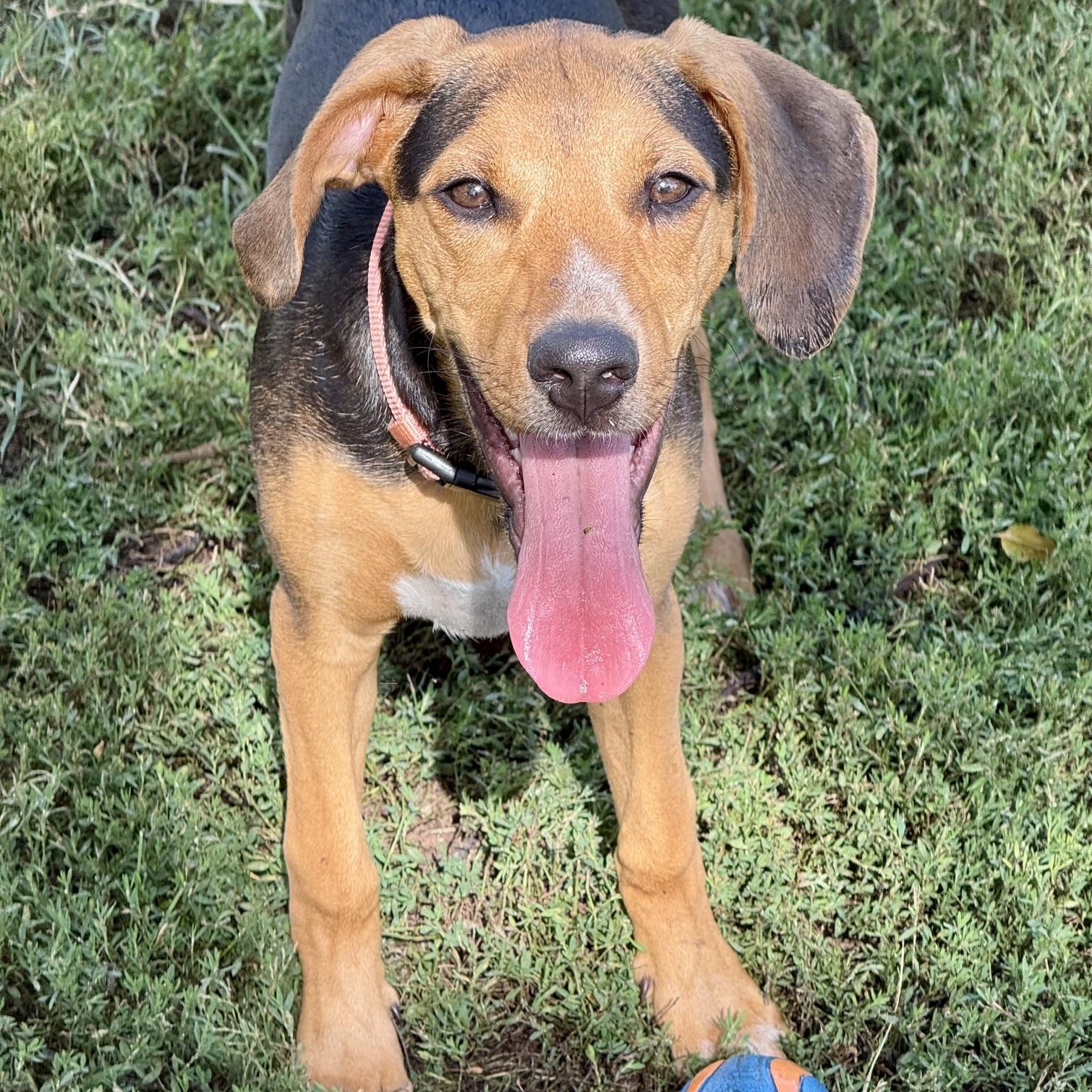 Enlarge Joppy, a Adoptable mixed breed in Richmond, VA image 1/6