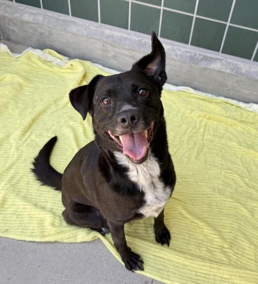 Enlarge TILLY, a Adoptable mixed breed in Rancho Cucamonga, CA image 1/1