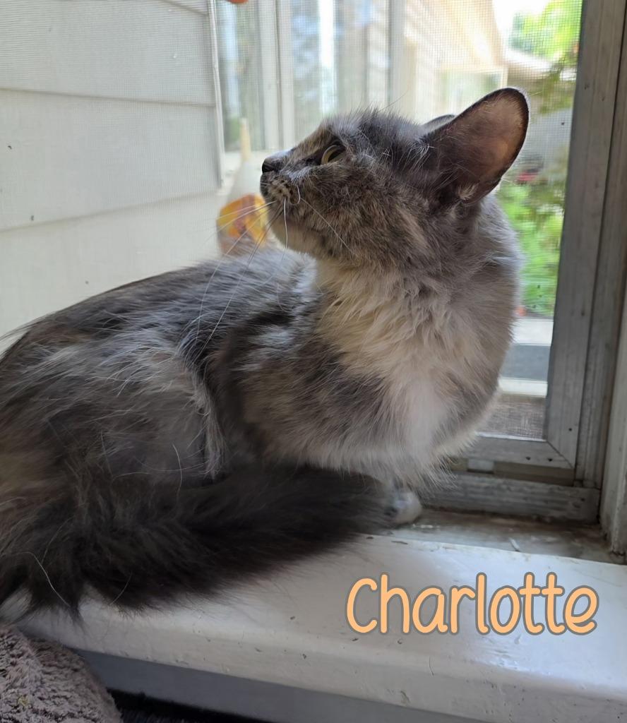 Charlotte, Adoptable, Young Female Domestic Long Hair.