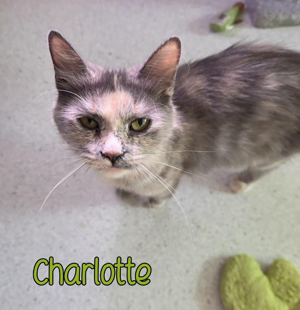 Enlarge Charlotte, a Adoptable mixed breed in Port Clinton, OH image 2/5
