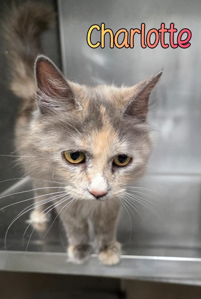 Enlarge Charlotte, a Adoptable mixed breed in Port Clinton, OH image 3/5