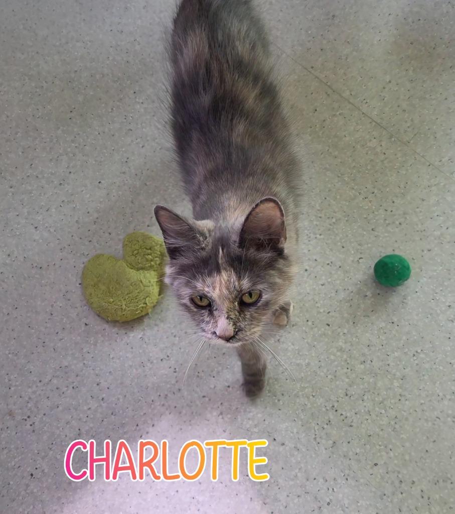 Enlarge Charlotte, a Adoptable mixed breed in Port Clinton, OH image 4/5