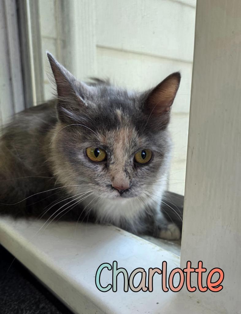 Enlarge Charlotte, a Adoptable mixed breed in Port Clinton, OH image 5/5