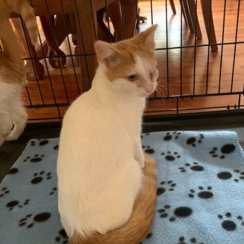 Pumpkin - Nemo, Adoptable, Adult Male Domestic Short Hair.