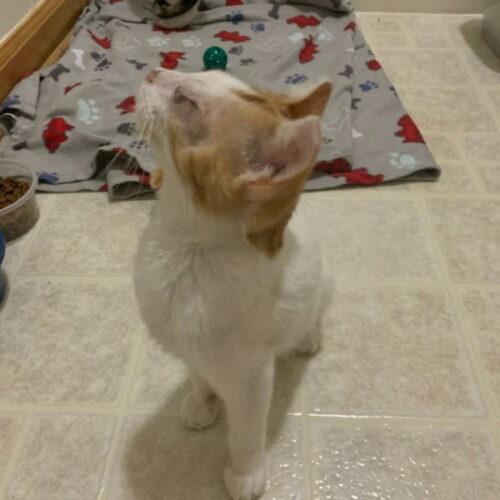 Enlarge Pumpkin - Nemo, a Adoptable Domestic Short Hair in Canal Winchester, OH image 2/2