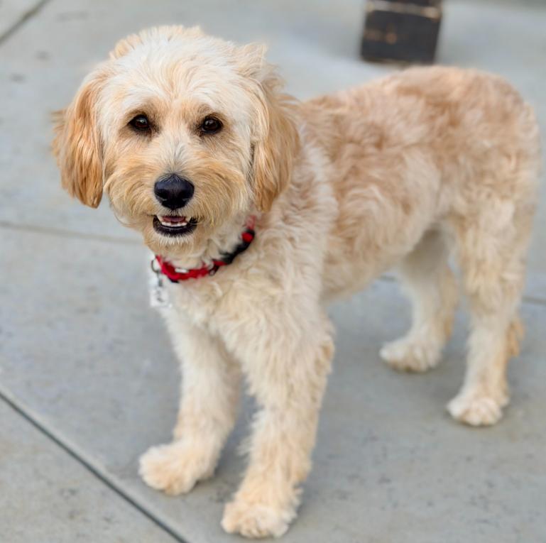 Mabel, adopted, Adult Female Miniature Poodle & Mixed Breed.