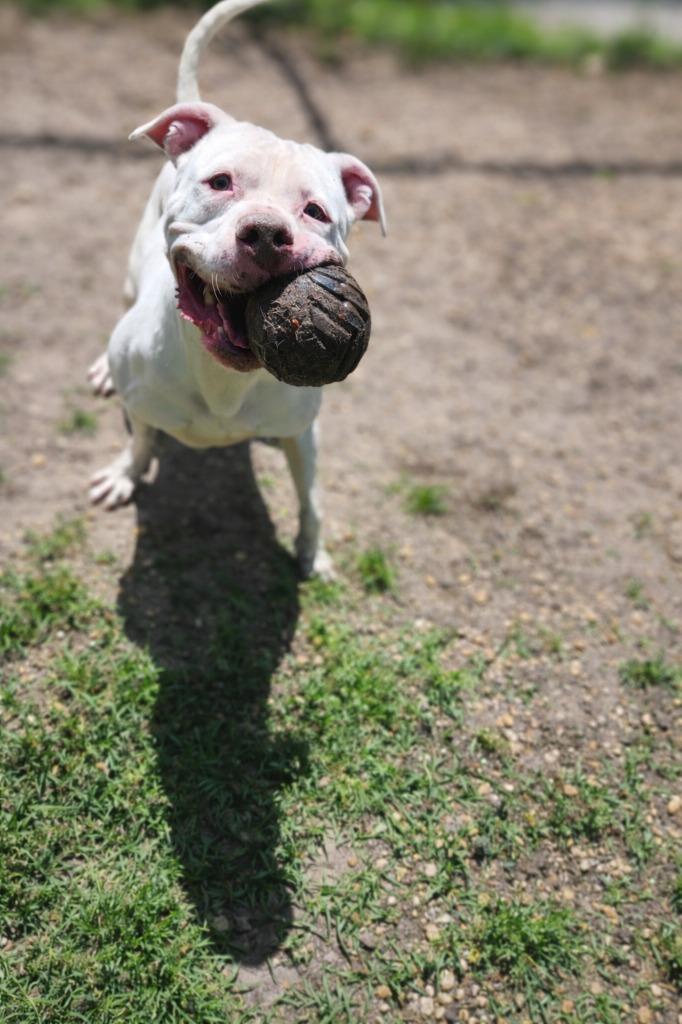 Harbor, Adoptable, Young Male Pit Bull Terrier.