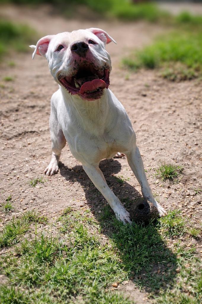 Enlarge Harbor, a Adoptable Pit Bull Terrier in Hardeeville, SC image 2/3