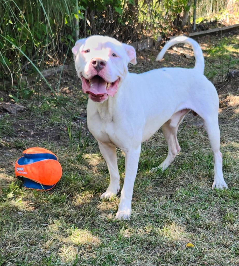 Enlarge Harbor, a Adoptable Pit Bull Terrier in Hardeeville, SC image 1/3