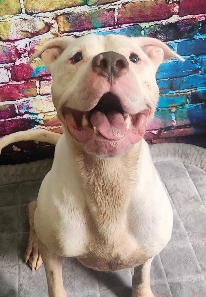 Harbor, Adoptable, Young Male Pit Bull Terrier.