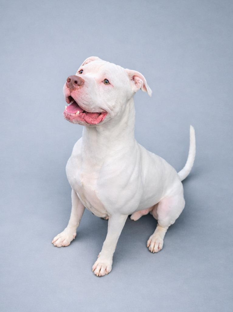 Enlarge Harbor, a Adoptable Pit Bull Terrier in Hardeeville, SC image 3/3