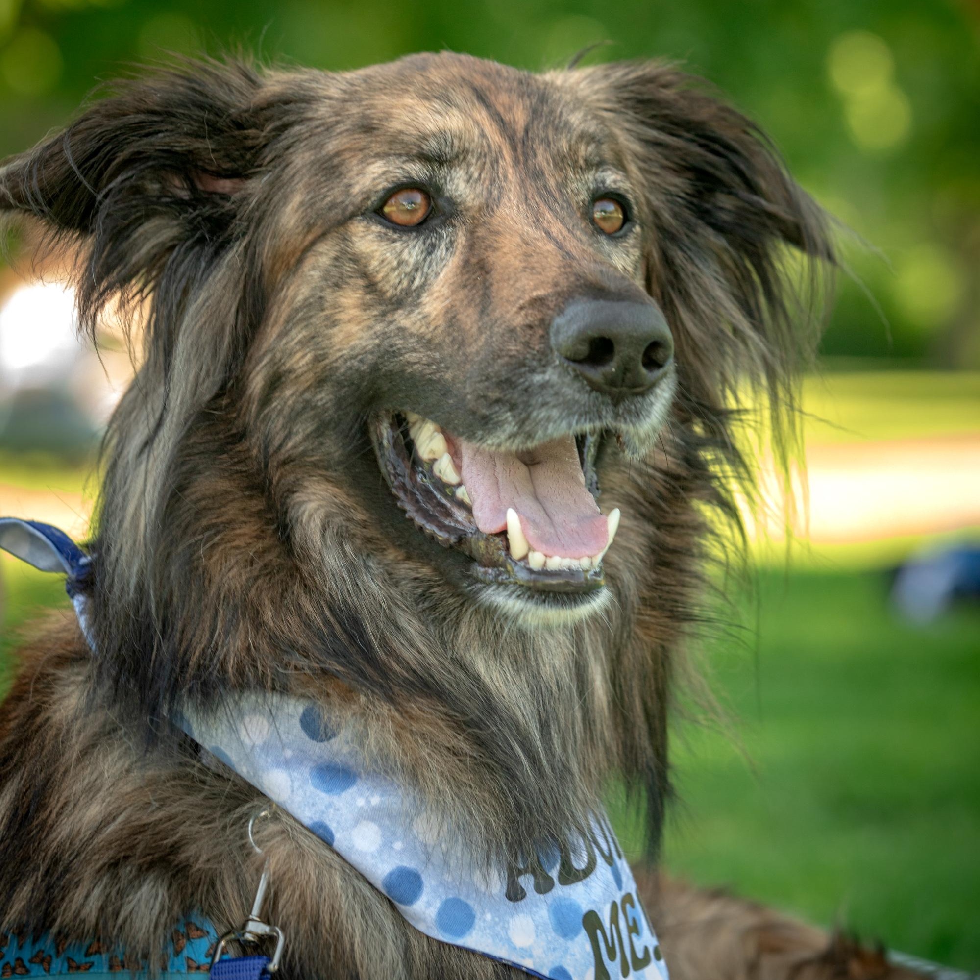 Enlarge Cosmo, a ADOPTABLE mixed breed in Mississauga, ON image 2/5