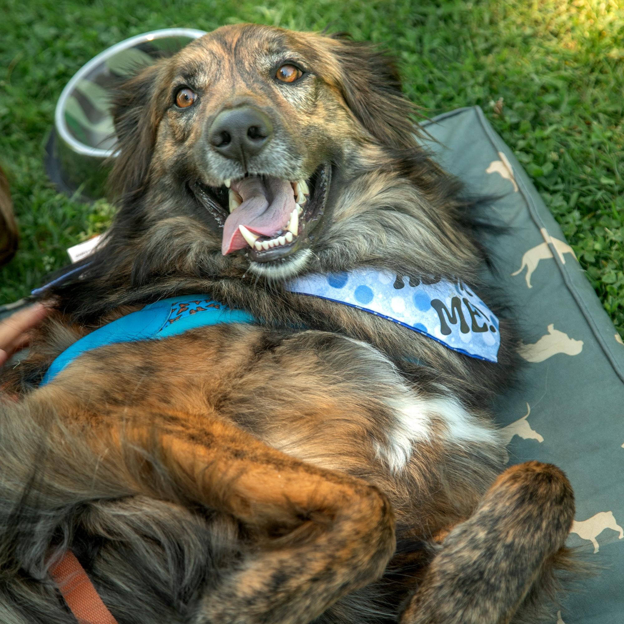 Enlarge Cosmo, a ADOPTABLE mixed breed in Mississauga, ON image 1/5
