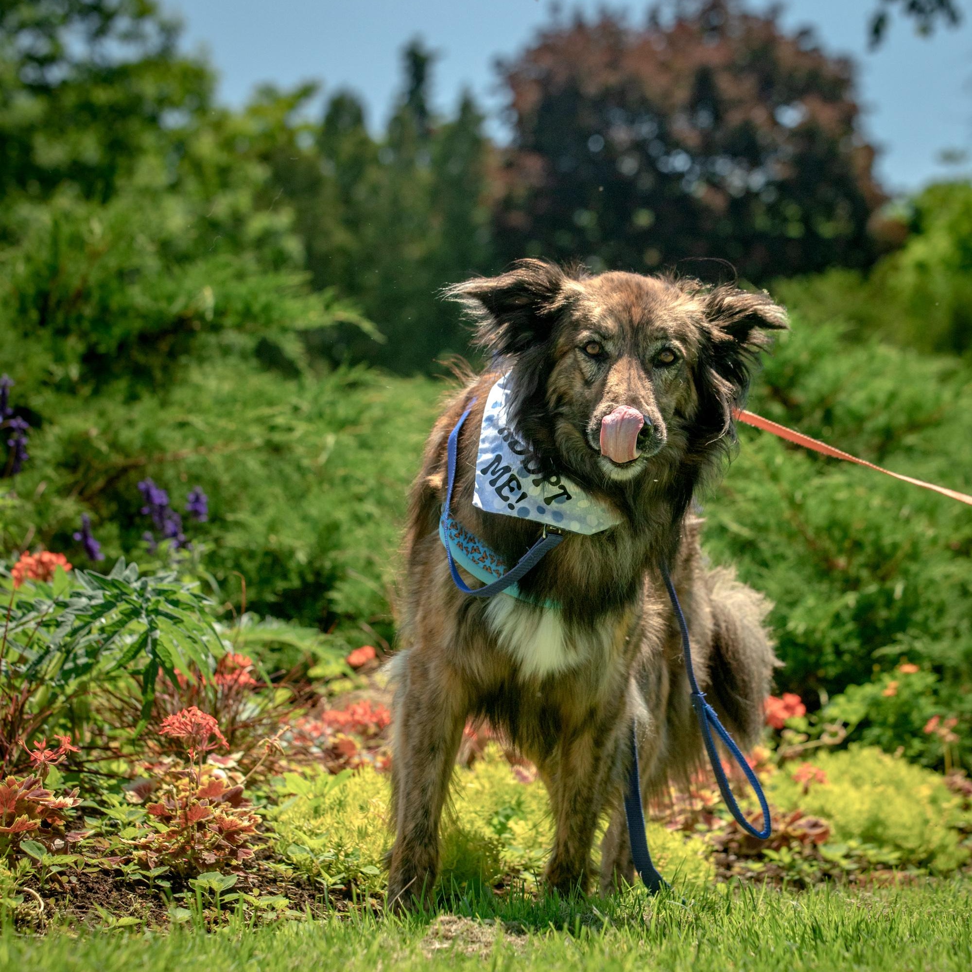 Enlarge Cosmo, a ADOPTABLE mixed breed in Mississauga, ON image 5/5