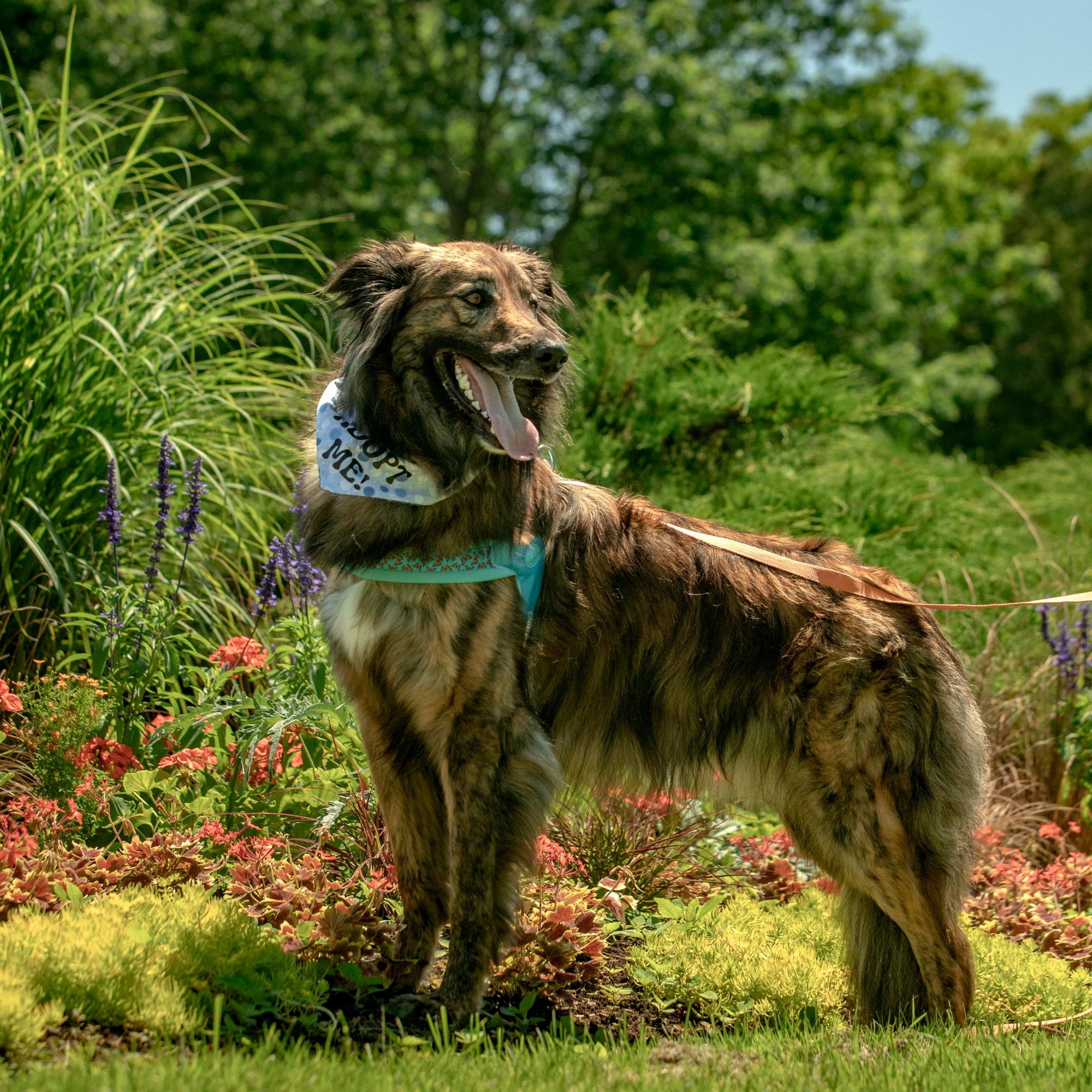 Enlarge Cosmo, a ADOPTABLE mixed breed in Mississauga, ON image 3/5