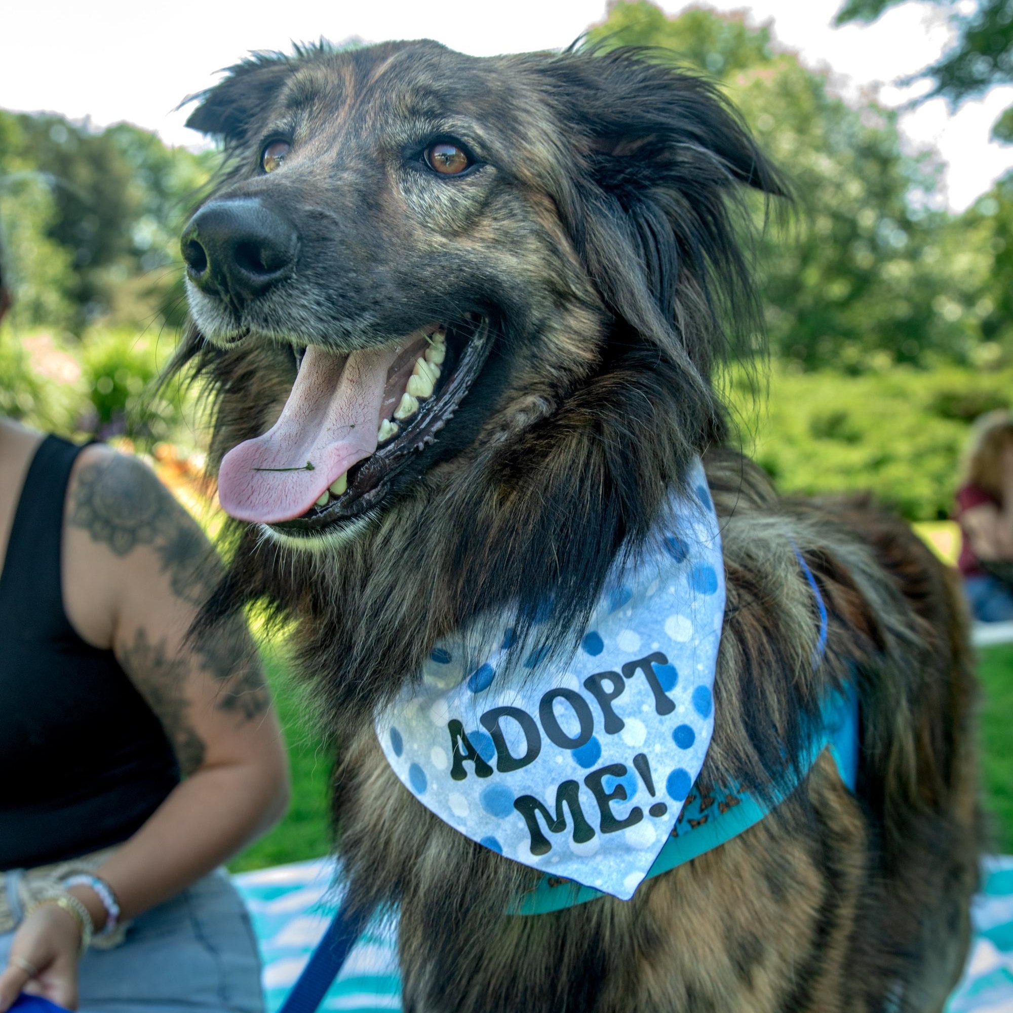 Enlarge Cosmo, a ADOPTABLE mixed breed in Mississauga, ON image 4/5