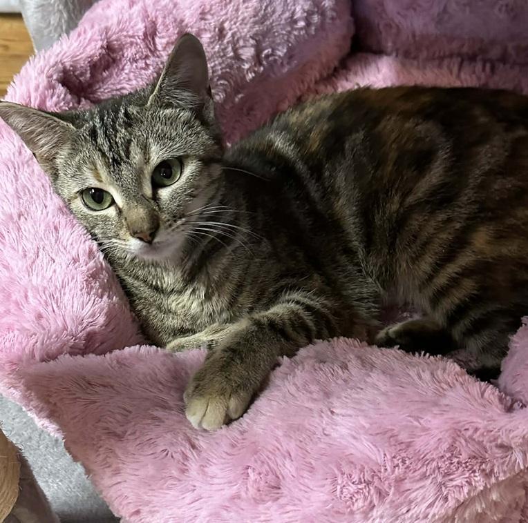 Enlarge Daisy, an adopted mixed breed in Waxahachie, TX image 2/2